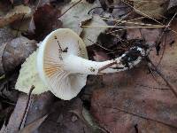 Hygrophorus cossus image