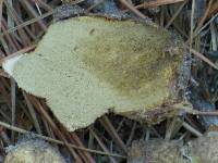 Rhizopogon occidentalis image