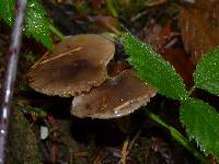 Lactarius pseudomucidus image