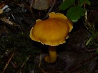 Cantharellus formosus image