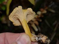 Cantharellus formosus image