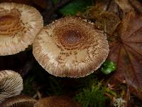 Inocybe personata image