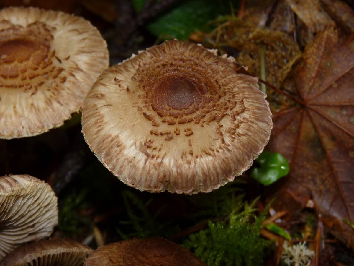 Inocybe personata image