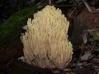 Ramaria stricta image