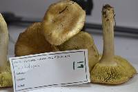 Tricholoma aestuans image