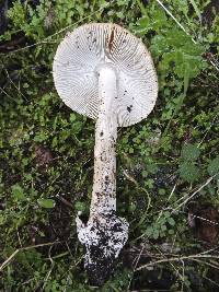 Amanita subnudipes image