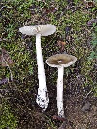 Amanita sect. Vaginatae image