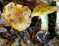 Cortinarius callimorphus image