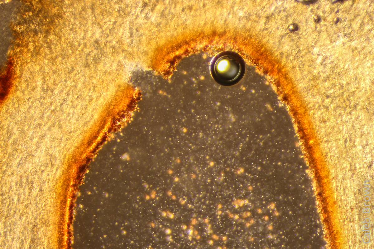 Gymnopilus viridans image