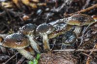 Psilocybe pelliculosa image