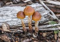 Psilocybe pelliculosa image