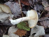 Hygrophorus occidentalis image