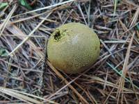 Lycoperdon lambinonii image