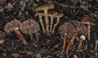 Psilocybe stuntzii image