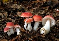 Russula fragiloides image