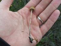 Psilocybe pelliculosa image