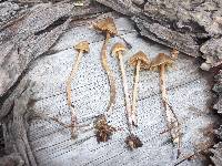 Psilocybe pelliculosa image
