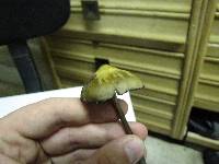 Psilocybe azurescens image