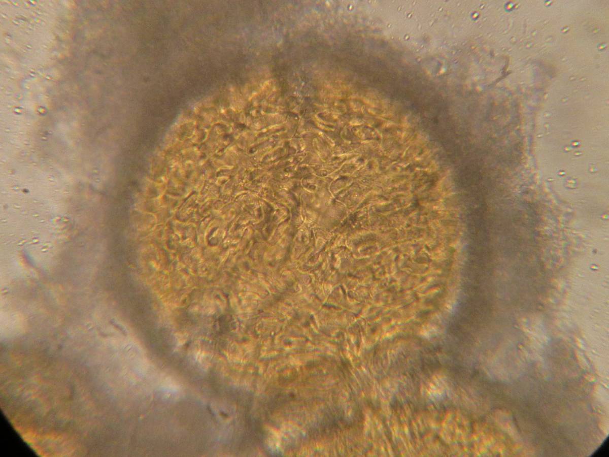 Endogone lactiflua image