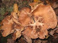 Armillaria solidipes image