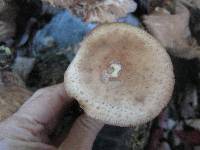 Armillaria solidipes image