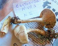 Clitocybe nivea image