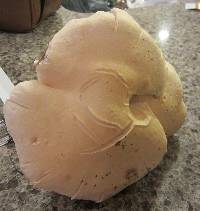 Leucopaxillus albissimus image
