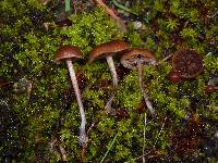 Psilocybe montana image