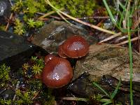 Psilocybe montana image