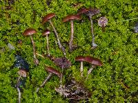 Psilocybe montana image