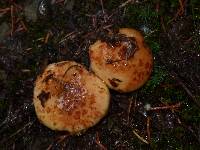 Suillus caerulescens image