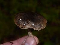 Neohygrocybe ingrata image