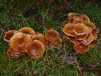 Kuehneromyces mutabilis image