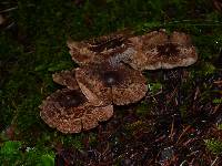 Tricholoma vaccinum image