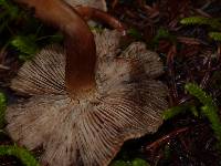 Tricholoma vaccinum image