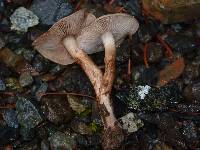 Tricholoma albobrunneum image