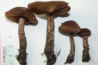 Inocybe hirsuta var. maxima image