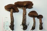 Inocybe hirsuta var. maxima image