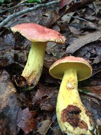 Boletus miniatopallescens image