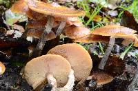 Armillaria nabsnona image