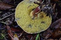 Boletus chrysenteron image