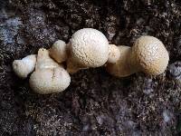 Gymnopilus ventricosus image