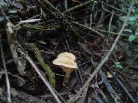 Clitocybe flaccida image