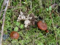 Cortinarius purpureus image