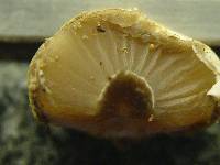 Asterophora lycoperdoides image