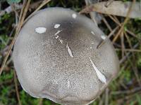 Tricholoma saponaceum image