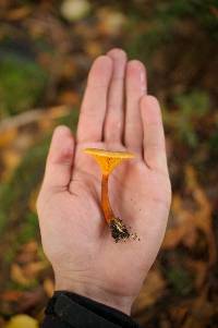 Hygrophoropsis aurantiaca image