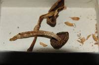 Psilocybe subaeruginascens image