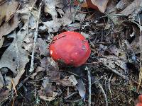 Russula vinacea image