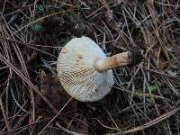 Tricholoma vaccinum image